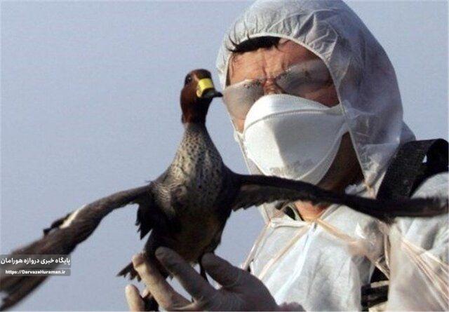 ردیابی بیماری آنفلوانزای فوقحاد پرندگان