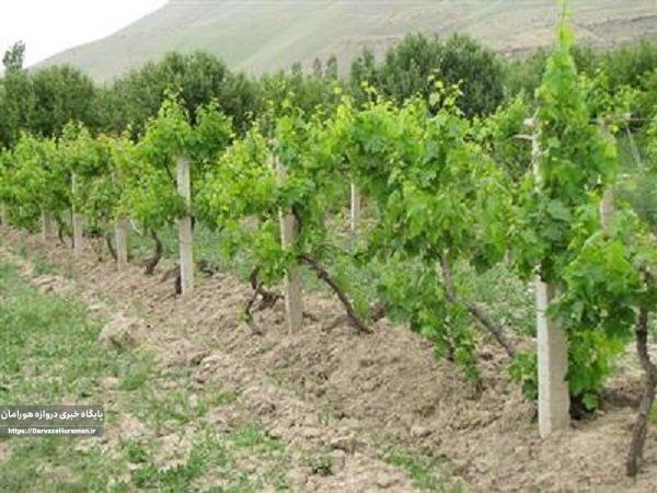 باغات دیم کرمانشاه توسعه مییابد