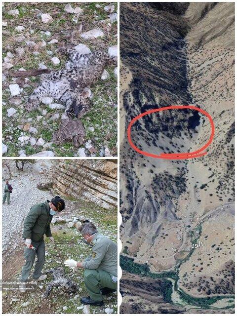 تلف شدن پلنگ نابالغ در جوانرود