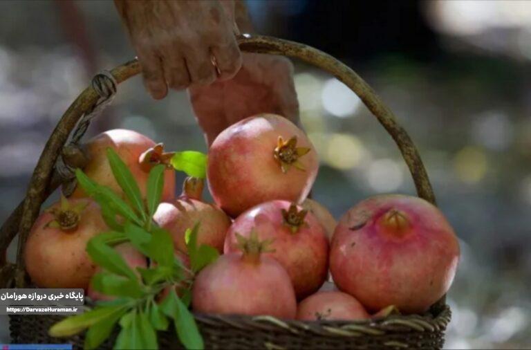 انار؛ میوهای سرشار از آنتیاکسیدان با فوایدی برای سلامت بدن